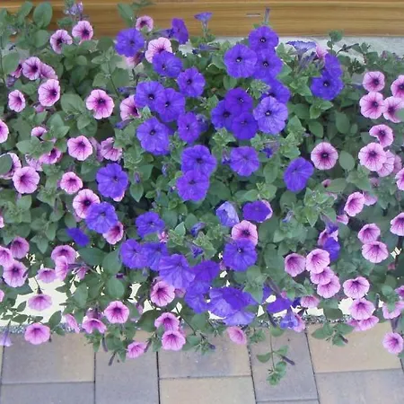 Austrian Alps - Haus Kienreich Guest house